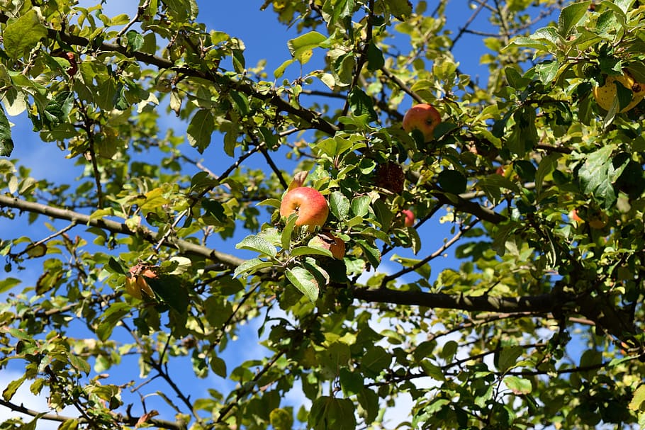 Apfelbaum, Früchtegarten, Apfel, Baum, Obst, Garten, Herbst, Spätsommer, roter Apfel, Ernte, apfelernte, frisch, Ast, Blatt, Natur, Flachwinkelansicht, gesundes Essen, Pflanze, Lebensmittel, Essen und Trinken, Wachstum, Pflanzenteil, Obstbaum, Schönheit in der Natur, Frische, Tag, grüne Farbe, keine Leute, Sonnenlicht, draußen, reif, 5K