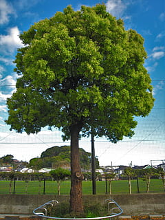 cer albastru, nor, imagine, crânguri, copac, parc dendrologic, un frunze tinere, lovituri noi, verde deschis, verde proaspăt, frunze, parcul otsu, Yokosuka, kanagawa japan, Japonia, primăvară, Aprilie, cer, nici o persoana, Culoarea verde, zi, în aer liber, plantă, transport, creştere, nor - cer, natură, mijloc de transport, mașină, vehicul cu motor, arhitectură, gard, drum, construită, vehiculul terestru, limite, barieră, 2K, CC0, domeniu public, fără drepturi de autor
