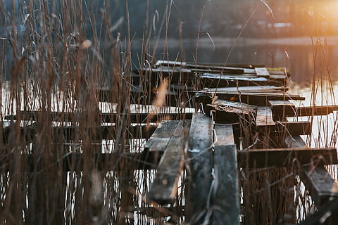 walk, lake, by the lake, water, dog, swan, nature, winter, outdoors, no people, day, industry, close-up, wood - material, plant, selective focus, tree, wood, focus on foreground, dry, reflection, tranquility, abandoned, grass, architecture, 5K, CC0, public domain, royalty free