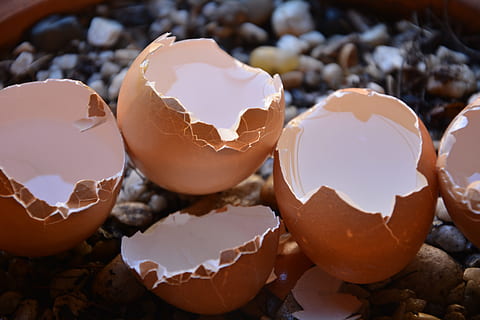 selective, focus photography, eggshells, filled, water, Broken, Eggs, Calcium, Shells, broken eggs, brown, chocolate, egg, eggshell, food and drink, close-up, cracked, food, shell, vulnerability, no people, fragility, animal egg, indoors, egg yolk, nature, freshness, focus on foreground, beginnings, breaking, nest egg, temptation, 5K, CC0, public domain, royalty free