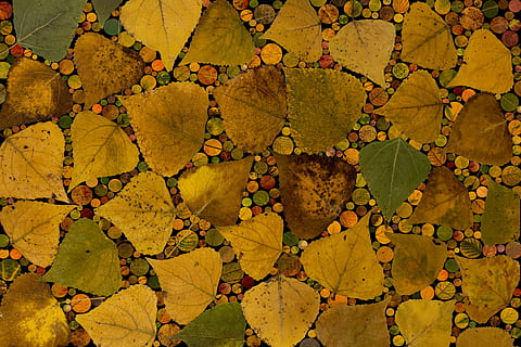 feuilles, coloration, composition, feuillage d'automne, arrangement, feuillage, conception, jaune, feuille, arrière-plans, fermer, couleur verte, plein cadre, partie de la plante, personne, journée, la nature, l'automne, sec, changement, plante, en plein air, texturé, vue grand angle, environnement, modèle, 5K, CC0, domaine public, libre de droits