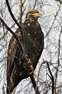 jeune pygargue à tête blanche, noir, marron, oiseau, Aigle, rapace, prédateur, chasseur, arbre, la faune des animaux, thèmes animaux, vertébré, animaux à l'état sauvage, animal, branche, un animal, se percher, se concentrer sur le premier plan, plante, oiseau de proie, la nature, faible angle de vue, journée, personne, en plein air, aigle - oiseau, 4K, CC0, domaine public, libre de droits