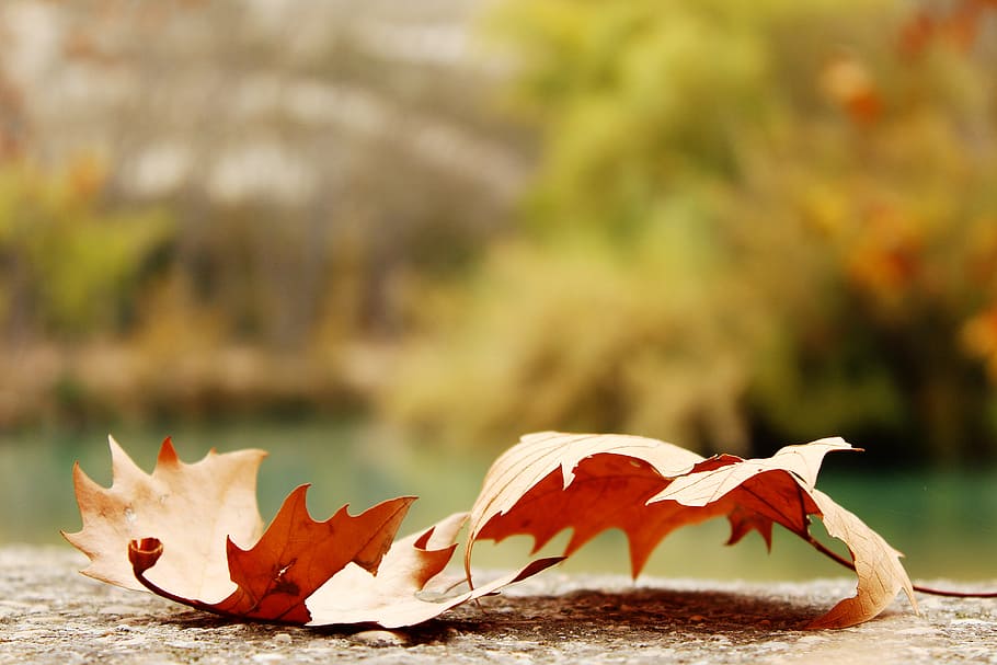 selettivo, fotografia a fuoco, Due, rosso, foglie d'acero, Marrone, asciutto, le foglie, foglia, autunno, natura, stagione, giallo, multicolore, colore arancione, ottobre, albero, acero, all'aperto, legno - materiale, foresta, colori, nessuno, sfondi, colore vibrante, settembre, foglia di acero, pianta, modificare, parte vegetale, concentrarsi sulle conoscenze acquisite, avvicinamento, giorno, acqua, bellezza nella natura, lago, condizione naturale, collezione autunnale, 5K