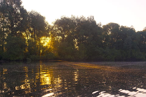 sole, natura, albero, sfondo, acqua, riflessione, Alba, bellissimo, di mattina, lago, campagna, colorato, stagione, paesaggio, colore, silhouette, tramonto, soleggiato, chiaro, la pace, bellezza, verde, naturale, luce, luminosa, estate, fiume ob, Siberia, pianta, la tranquillità, bellezza nella natura, scenics - natura, scena tranquilla, nessuno, cielo, giorno, crescita, lungomare, scena non urbana, idilliaco, luce del sole, all'aperto, palude, 5K, CC0, dominio pubblico, privo di copyright