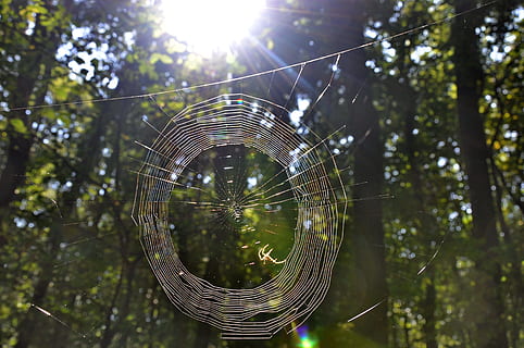 web, musim gugur, hutan, alam, di luar rumah, penurunan, jaring laba-laba, musim panas, embun, basah, latar belakang, warna hijau, pohon, lensa suar, hari, refleksi, tidak ada orang, menanam, sinar matahari, fokus pada latar depan, tampilan sudut rendah, kerapuhan, matahari, merapatkan, kerentanan, cerah, keindahan di alam, langit, 4K, CC0, domain publik, bebas royalti