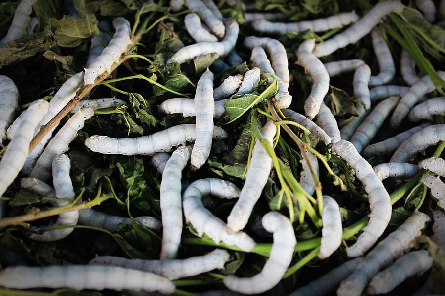 blanc, erugues, verd, fulles, cuc de seda, seda, cuc, capoll, primer pla, Tailàndia, morera, larva, natural, molts, lots, agricultura, full, cultura, detalls, fil, tradicional, girant, teixit, sortir, tailandès, molt, menjar, crisàlide, amunt, sericultura, cria, tancar, producció, planta, insecte, fons, indústria, naturalesa, fibra, amable, cocoonery, fabricació, animal, tèxtil, crua, material, cap gent, dia, vista d’angle alt, menjar i beguda, color verd, a l'aire lliure, enfocament selectiu, creixement, part de la planta, abundància, vegetals, frescor, arbre, llum solar, bellesa a la natura, marc complet, 4K
