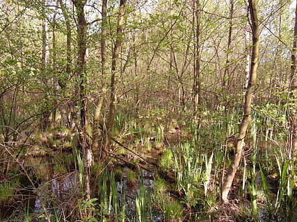 acosta, ușoară, pădure, primăvară, crește, stuf, umed, iarbă, plantă, mesteacăn, mlaştină, rake moor, Hamburg, copac, teren, liniște, apă, natură, creştere, nici o persoana, zi, frumusețe în natură, o scenă liniștită, scenice - natura, trunchi de copac, scenă non-urbană, trompă, în aer liber, la distanta, 4K, CC0, domeniu public, fără drepturi de autor