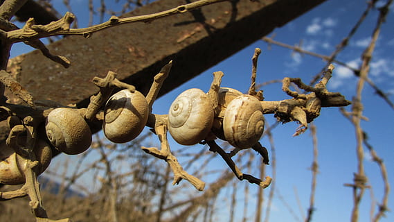 scoici, melc, colonie, sârmă, metal, ruginit, prăfuit, gard, secetă, plantă, nici o persoana, copac, alimente, natură, zi, mancare si bautura, să se concentreze asupra primelor elemente, creştere, a închide, ramură, mâncat sănătos, fruct, lumina soarelui, agăţat, în aer liber, agricultură, prospeţime, uscat, vedere unghiulară joasă, 4K, CC0, domeniu public, fără drepturi de autor