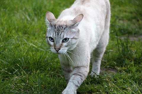 gatto, liste, caccia, un animale, temi animali, erba, gatto domestico, guardando la fotocamera, felino, mammifero, animale, animali domestici, domestico, pianta, vertebrato, campo, terra, baffo, concentrarsi sulle conoscenze acquisite, colore verde, nessuno, soriano, 5K, CC0, dominio pubblico, privo di copyright