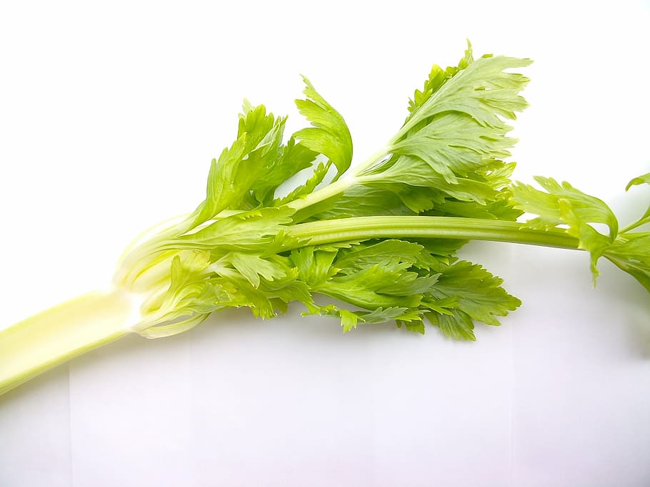 Grünes Gemüse, Gemüse, Material, Grün, Sellerie, Lebensmittel, Frische, organisch, Blatt, vegetarisches Essen, Natur, gesundes Essen, Nahansicht, grüne Farbe, Essen und Trinken, Pflanzenteil, Wohlbefinden, Studioaufnahme, Kraut, drinnen, weißer Hintergrund, keine Leute, Pflanze, Rohkost, 2K