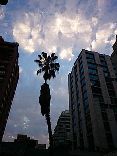 wolken, zonsondergang, palmboom, backlight, Santiago de Chile, stad, contrast, schemering, hemel, architectuur, wolk - lucht, buitenkant van het gebouw, ingebouwde structuur, tropisch klimaat, lage hoekweergave, gebouw, boom, natuur, geen mensen, groot hoog, fabriek, groei, kantoorgebouw buitenkant, buitenshuis, dag, woonwijk, wolkenkrabber, appartement, 2K, CC0, publiek domein, royaltyvrij
