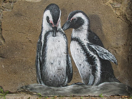zwei, schwarz, Weiß, Pinguine, Wandkunst, Wand, Zoo, Berlin, lichtenberg, Deutschland, Tier, Natur, Tierfotografie, Tierwelt, Tierpark Berlin, Hauptstadt, Malerei, verschönern, Wandgemälde, Farbe, zeichnen, Zeichnung, Pinguin, Gruppe von Tieren, Vogel, Tierthemen, Tiere in freier Wildbahn, Wirbeltier, zwei tiere, Jungtier, junger Vogel, keine Leute, Tag, Zusammengehörigkeit, Tierfamilie, Schnabel, draußen, Nahansicht, Pflege, Cygnet, 4K, CC0, gemeinfrei, lizenzfrei