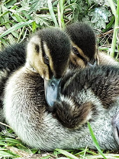 Entenküken, Entlein, Ente, winzig, wenig, Babys, jung, Tier, Natur, Tierwelt, süß, Gras, Jungtier, draußen, Tierthemen, Säugetier, Wirbeltier, ein Tier, inländisch, Nahansicht, Haustiere, Porträt, keine Leute, Tag, Entspannung, Tiere in freier Wildbahn, Pflanze, junger Vogel, Katze, Whisker, 720P, CC0, gemeinfrei, lizenzfrei
