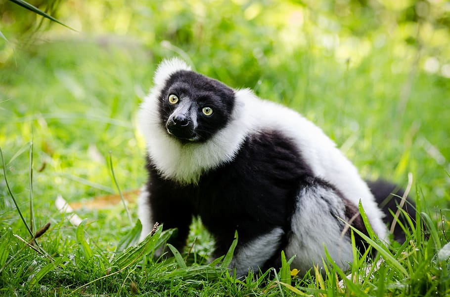 lemur, negre, blanc, ruffed, retrat, bosc, pell, mirant, ulls, bonic, esponjós, vida salvatge, primat, salvatge, fauna animal, un animal, mamífer, animals a la natura, herba, planta, color negre, naturalesa, cap gent, vertebrats, dia, color verd, a l'aire lliure, terra, 1080P
