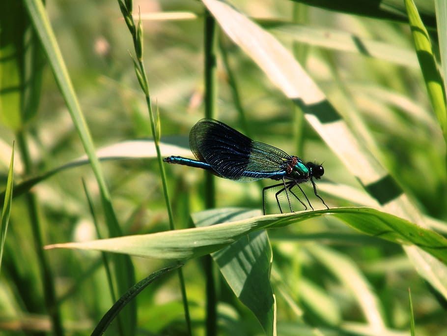 libèl·lula, insecte, halm, herba, banc, aigua, riu, tancar, estiu, verd, brillant, ala, transparent, filigrana, temes d'animals, un animal, animal, fauna animal, invertebrat, animals a la natura, planta, color verd, centrar-se en primer pla, primer pla, naturalesa, full, part de la planta, ala dels animals, dia, creixement, cap gent, bellesa a la natura, a l'aire lliure, fulla d'herba, papallona - insecte, papallona, 2K