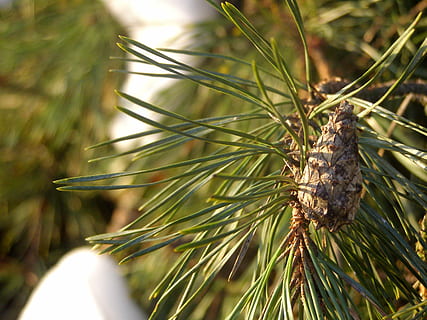 pi, pinya de pi, ramita, arbre, agulles, naturalesa, bosc, iglak, planta, coníferes, verd, agulles de pi, resina, neu, hivern, dia, cap gent, a l'aire lliure, primer pla, Palmera, branca, temes d'animals, fauna animal, animal, un animal, animals a la natura, centrar-se en primer pla, creixement, llum solar, enfocament selectiu, bellesa a la natura, invertebrat, insecte, terra, arbre de coníferes, 2K, CC0, domini públic, lliure de regalies