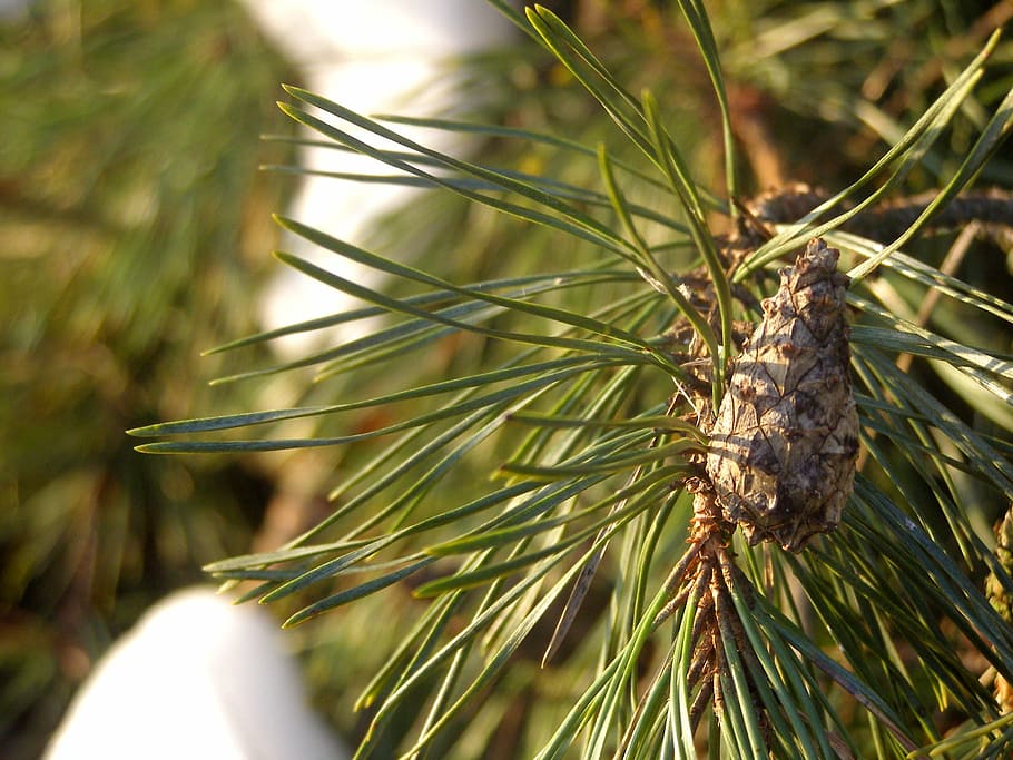 pi, pinya de pi, ramita, arbre, agulles, naturalesa, bosc, iglak, planta, coníferes, verd, agulles de pi, resina, neu, hivern, dia, cap gent, a l'aire lliure, primer pla, Palmera, branca, temes d'animals, fauna animal, animal, un animal, animals a la natura, centrar-se en primer pla, creixement, llum solar, enfocament selectiu, bellesa a la natura, invertebrat, insecte, terra, arbre de coníferes, 2K