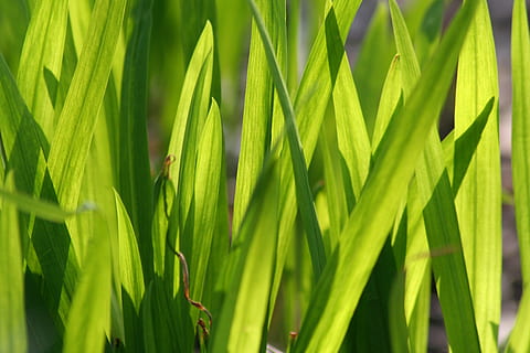 græs, struktur, baggrund, grøn farve, vækst, plante, blad, plante del, natur, skønhed i naturen, tæt på, ingen mennesker, miljø, jord, Palme træ, tropisk klima, dag, sollys, baggrunde, levende farve, palmblad, Mark, udendørs, græsblad, 2K, CC0, offentligt domæne, royaltyfrie