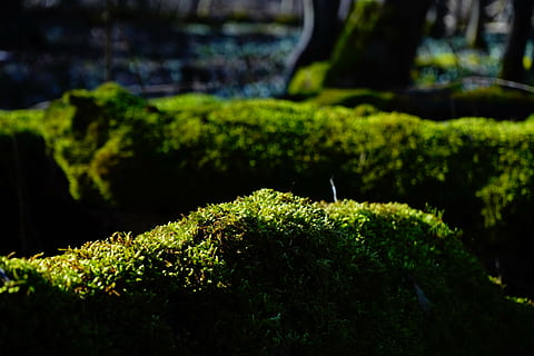molsa, bosc, troncs d’arbres, bemoost, verd, monstre de l'arbre, místic, naturalesa, color verd, a l'aire lliure, planta, creixement, arbre, bellesa a la natura, cap gent, centrar-se en primer pla, dia, primer pla, terra, enfocament selectiu, tranquil·litat, tronc de l'arbre, llum solar, medi ambient, tronc, cobertura, 5K, CC0, domini públic, lliure de regalies
