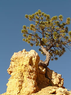 green leafed tree, tree, root, tree root, pine, stone, rock, nature, wood, lonely, individually, loneliness, branch, sky, outdoors, plant, clear sky, low angle view, beauty in nature, no people, sunlight, day, blue, rock - object, tranquility, solid, growth, tranquil scene, scenics - nature, rock formation, eroded, 2K, CC0, public domain, royalty free