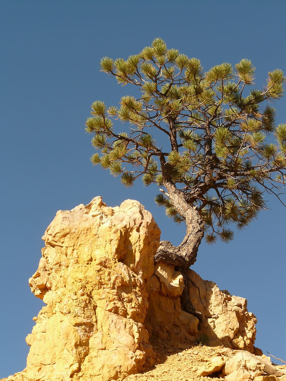 arbre à feuilles vertes, arbre, racine, racine d'arbre, pin, pierre, Roche, la nature, bois, solitaire, individuellement, solitude, branche, ciel, en plein air, plante, ciel clair, faible angle de vue, beauté dans la nature, personne, lumière du soleil, journée, bleu, rock - objet, tranquillité, solide, croissance, scène tranquille, paysages - nature, formation rocheuse, érodé, 2K