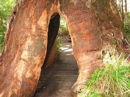 albero, accanto, verde, campo d'erba, giorno, erba verde, enorme, base, apertura, tunnel, albero cavo, attraverso, sotto, sentiero, passerella, valle dei giganti, Australia Occidentale, attrazione, natura, foresta, all'aperto, legno - materiale, nessuno, destinazioni di viaggio, bellezza nella natura, la strada davanti, pianta, direzione, tronco d'albero, tronco, architettura, arco, luce del sole, crescita, terra, la tranquillità, 1080P, CC0, dominio pubblico, privo di copyright