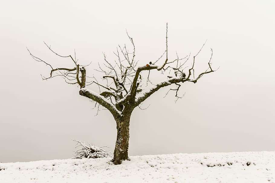 arbre esmolat cobert de neu, arbre, la poda dels arbres, fusta, cultiu d’arbres, pomera, registre, neu, hivern, branca, temperatura de fred, arbre nu, escenics - natura, planta, naturalesa, paisatge, medi ambient, cap gent, bellesa a la natura, tronc de l'arbre, tranquil·litat, cel, tronc, terra, cel clar, a l'aire lliure, 4K
