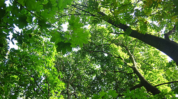 tree-tops, loofbomen, groen, boom, fabriek, groene kleur, groei, lage hoekweergave, schoonheid in de natuur, tak, natuur, blad, deel van de plant, dag, land-, geen mensen, buitenshuis, kalmte, Bos, zonlicht, gebladerte, weelderig gebladerte, boomstam, Boomkap, direct onder, 2K, CC0, publiek domein, royaltyvrij