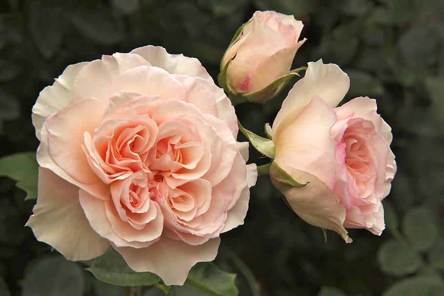 rosa Rosa, rosa, Perdita, giardino, fiore, bellezza nella natura, pianta, pianta fiorita, petalo, avvicinamento, freschezza, testa di fiore, infiorescenza, colore rosa, natura, vulnerabilità, fragilità, foglia, nessuno, parte vegetale, crescita, all'aperto, 5K