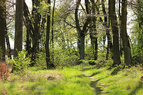 Frühlingswald, Wald, Frühling, Bäume, Grün, Natur, Wachstum, sprießen, Waldweg, wachsen, Blätter, Laubwald, Gruppe, Weg, gehen, Landschaft, Stimmung, Idylle, Wiederherstellung, Pfad, frisch, Pflanze, Baum, Land, Ruhe, Schönheit in der Natur, grüne Farbe, Gras, ruhige Szene, Baumstamm, Tag, Kofferraum, keine Leute, Nicht-städtische Szene, Szenen - Natur, Umgebung, draußen, 4K, CC0, gemeinfrei, lizenzfrei