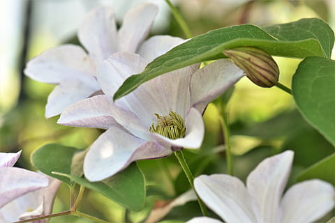 klematis, blomst, blomstre, flor, plante, have, natur, klatrer, tæt, blade, vildvin, hvid, blomstrende plante, blad, vækst, plante del, skønhed i naturen, friskhed, tæt på, skrøbelighed, kronblad, sårbarhed, ingen mennesker, dag, blomsterstand, blomsterhoved, forår, grøn farve, hvid farve, udendørs, lilla, 5K, CC0, offentligt domæne, royaltyfrie