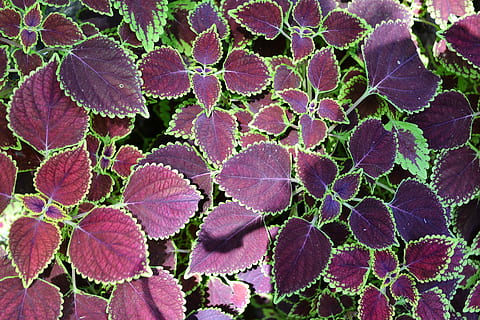 blad tekstur, struktur, blade, rødbrune blade, have, Peradeniya, sri lanka, Ceylon, Mawanella, vækst, plante, skønhed i naturen, fuld ramme, tæt på, natur, blad, ingen mennesker, plante del, baggrunde, blomst, dag, friskhed, lyserød farve, sårbarhed, blomstrende plante, skrøbelighed, udendørs, høj vinkel visning, lilla, 2K, CC0, offentligt domæne, royaltyfrie