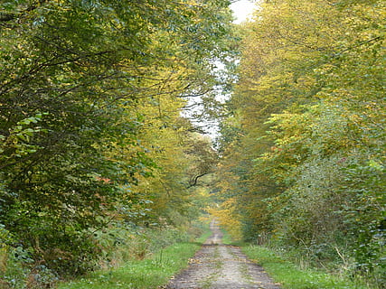 Skov, sti, efterår, underskov, træ, natur, udendørs, dag, plante, retning, vejen frem, skønhed i naturen, grøn farve, vækst, ro, jord, rolig scene, ikke-urbane scene, ingen mennesker, faldende perspektiv, scenics - natur, løv, lave om, 4K, CC0, offentligt domæne, royaltyfrie