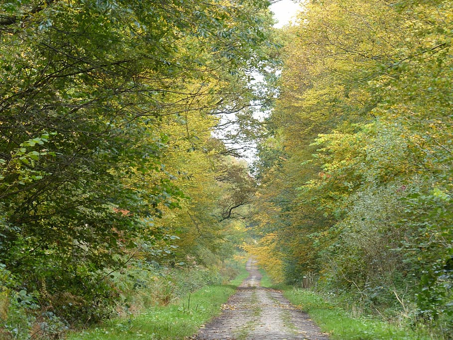 Skov, sti, efterår, underskov, træ, natur, udendørs, dag, plante, retning, vejen frem, skønhed i naturen, grøn farve, vækst, ro, jord, rolig scene, ikke-urbane scene, ingen mennesker, faldende perspektiv, scenics - natur, løv, lave om, 4K
