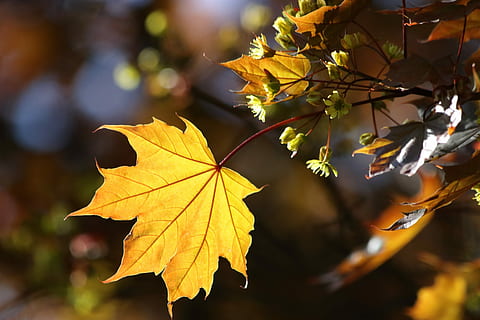 acero, sole, fioritura, primavera, luce, foglio, rene, foglia, parte vegetale, autunno, modificare, pianta, albero, foglia di acero, concentrarsi sulle conoscenze acquisite, bellezza nella natura, natura, ramo, avvicinamento, all'aperto, nessuno, giorno, giallo, vena fogliare, luce del sole, la tranquillità, le foglie, condizione naturale, collezione autunnale, 2K, CC0, dominio pubblico, privo di copyright