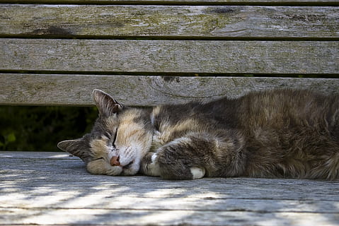 dormit, pisică, ouătoare, gri, de lemn, bancă, timpul zilei, animal de companie, adormit, adorabil, Kitty, felin, pisica domestica, animale de companie, mamifer, intern, animale domestice, relaxare, animale tematice, animal, animale vertebrate, un animal, odihnă, cu ochii inchisi, nici o persoana, culcat, lemn - material, zi, a închide, mustăţi, tabinet, 2K, CC0, domeniu public, fără drepturi de autor