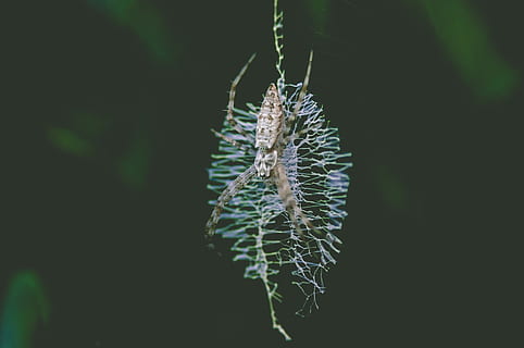 selektivní, zaostřovací fotografie, hnědý, pavouk, web, alfa, sony, letní, jaro, Pozadí, tapeta na zeď, venkovní, Příroda, bezobratlý, hmyz, pavoukovec, psaní, detail, rostlina, krása v přírodě, zaměřit se na popředí, nikdo, křehkost, venku, zranitelnost, svěžest, květ, den, růst, housenka, jednoho zvířete, zelená barva, zvířat, klid, semena pampelišky, 4K, CC0, veřejná doména, bez autorských práv