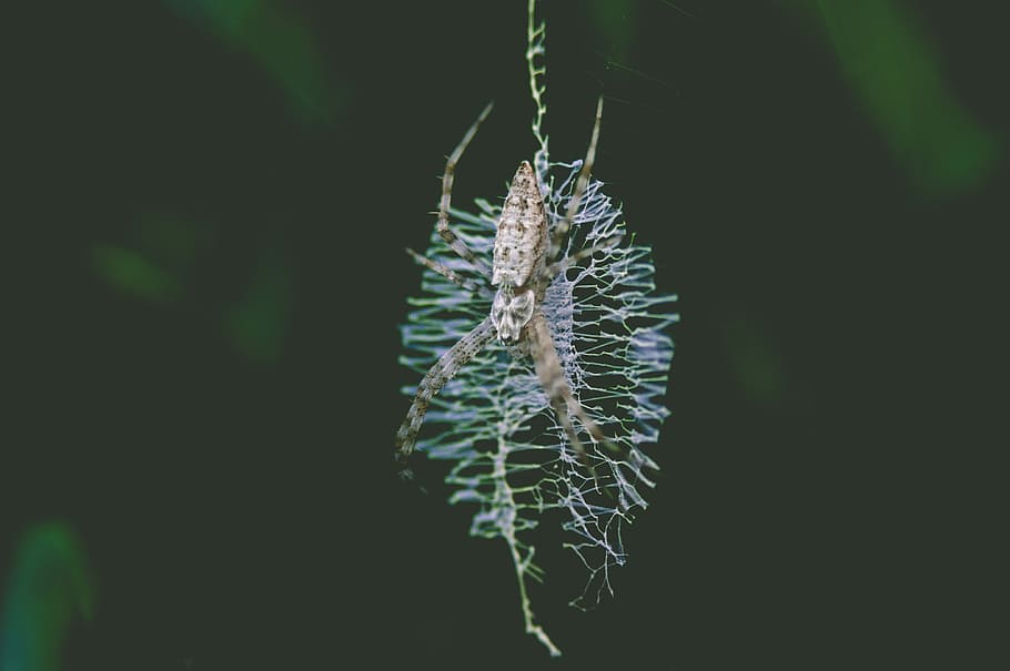 selektivní, zaostřovací fotografie, hnědý, pavouk, web, alfa, sony, letní, jaro, Pozadí, tapeta na zeď, venkovní, Příroda, bezobratlý, hmyz, pavoukovec, psaní, detail, rostlina, krása v přírodě, zaměřit se na popředí, nikdo, křehkost, venku, zranitelnost, svěžest, květ, den, růst, housenka, jednoho zvířete, zelená barva, zvířat, klid, semena pampelišky, 4K