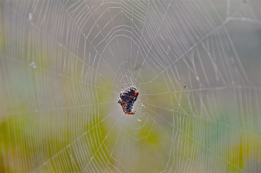 ragno, Rete, ragnatela, temi animali, un animale, animali allo stato selvatico, fauna selvatica, invertebrato, animale, fragilità, insetto, aracnide, artropodo, avvicinamento, vulnerabilità, nessuno, sopravvivenza, concentrarsi sulle conoscenze acquisite, natura, web, giorno, all'aperto, gamba animale, complessità, 4K
