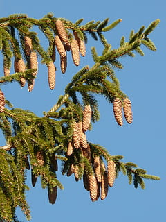 pinjekegler, hanen, træ, nåletræ, fælles gran, picea abies, rød gran, gran, Picea, plante, himmel, vækst, natur, ingen mennesker, lav vinkel visning, skønhed i naturen, dag, skyfri himmel, sollys, ro, blå, grøn farve, udendørs, tæt på, afdeling, friskhed, blad, fokus på forgrunden, 2K, CC0, offentligt domæne, royaltyfrie
