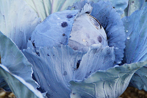 kohl, repollo rojo, repollo, verduras de invierno, comida, sano, agricultura, Violeta, azul, vegetales, de cerca, crecimiento, planta, belleza en la naturaleza, naturaleza, flor, pétalo, planta floreciendo, nadie, frescura, inflorescencia, púrpura, cabeza de flor, congelado, día, al aire libre, centrarse en primer plano, hoja, vulnerabilidad, 5K, CC0, dominio público, libre de derechos