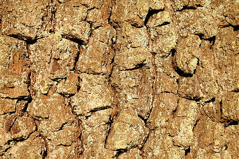 bark, oak, background, structure, tree, shed bark, log, scale, scaly, full frame, backgrounds, textured, no people, rough, day, close-up, pattern, tree trunk, nature, trunk, outdoors, cracked, wood - material, sunlight, brown, solid, weathered, plant bark, arid climate, 5K, CC0, public domain, royalty free