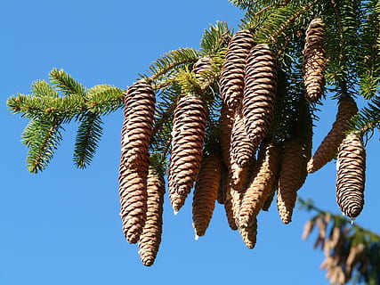 pinjekegler, hanen, træ, nåletræ, fælles gran, picea abies, rød gran, gran, Picea, himmel, plante, natur, blå, Palme træ, ingen mennesker, lav vinkel visning, skyfri himmel, hængende, sollys, dag, grøn farve, vækst, skønhed i naturen, udendørs, tropisk klima, blad, ro, mad, 2K, CC0, offentligt domæne, royaltyfrie