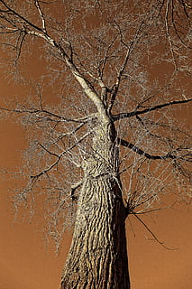 arbre, tronc, branca, escorça, elevant, arbre superior, arbre nu, branques nues, arbre caducifoli, hivern, sense fulles, tronc de l'arbre, planta, cap gent, marró, textura, naturalesa, esquerdat, sec, a l'aire lliure, dia, fons, primer pla, color taronja, terra, planta morta, 4K, CC0, domini públic, lliure de regalies