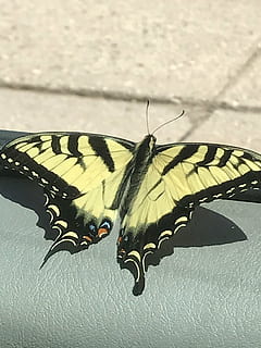 mariposa, insecto, alas, modelo, volar, quietud, primavera, invertebrado, temas de animales, ala animal, un animal, animal, animales en la naturaleza, fauna animal, mariposa - insecto, nadie, de cerca, belleza en la naturaleza, naturaleza, día, marcas de animales, patrón natural, parte del cuerpo del animal, polilla, antena animal, al aire libre, 4K, CC0, dominio público, libre de derechos