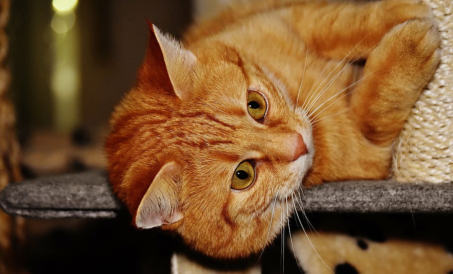 gato, rojo, gracioso, linda, caballa, Tigre, dulce, mimoso, animal, Gato domestico, piel, mundo animal, mascota, adidas, Cara de gato, gato joven, juguetón, tabby caballa roja, gatito, gato rojo, Ojos de gato, un animal, mascotas, temas de animales, animales domesticos, nadie, adentro, mirando a la cámara, mamífero, de cerca, nacional, felino, vertebrado, bigotes, parte del cuerpo del animal, mirando, centrarse en primer plano, mirando a otro lado, relajación, cabeza de animal, Gato anaranjado, ojo de animal, atigrado, 5K
