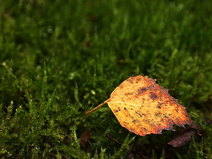 birk, blad, eng, mos, birk blad, efterår, blade, farverig, gul, rødlig, rød, grøn, natur, vækst, udendørs, ingen mennesker, grøn farve, plante, plante del, tæt på, dag, jord, skønhed i naturen, Mark, fokus på forgrunden, græs, sårbarhed, skrøbelighed, orange farve, lave om, 4K, CC0, offentligt domæne, royaltyfrie