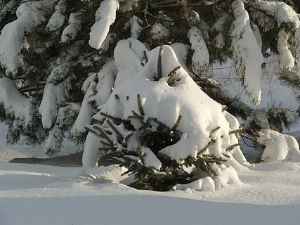 fyrretræ, vinter, træ, sæson, sne, december, hvid, kold, frost, dækket, scene, januar, Frosset, snedækket, vejr, is, sæson-, udendørs, frost-, fedt nok, landdistrikterne, februar, klima, ze, naturskøn, miljø, chill, isnende, rimfrost, snestorm, kold temperatur, ingen mennesker, hvid farve, natur, plante, dag, dyr, dyre temaer, pattedyr, et dyr, skønhed i naturen, jord, knogle, dyreliv, dyr kropsdel, 1080P, CC0, offentligt domæne, royaltyfrie