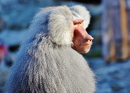 primat, mirant, cap a, dret, babuí, mico, criatura, gris, animal, naturalesa, zoo, tiergarten, fotografia de fauna salvatge, escalar, mamífer, fauna animal, un animal, animals a la natura, pèl d’animals, primer pla, vertebrats, part del cos dels animals, cabell, vista lateral, centrar-se en primer pla, gent, dia, retrat, vista del perfil, cabell blanc, contemplació, 4K, CC0, domini públic, lliure de regalies