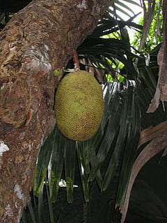 drzewo owocowe jack, owoc jack, owoc, drzewo, tropikalny, egzotyczny, artocarpus heterophyllus, roślina, wzrost, zdrowe odżywianie, świeżość, jedzenie i picie, jedzenie, żadnych ludzi, Natura, dobre samopoczucie, liść, zbliżenie, część rośliny, na dworze, bagażnik samochodowy, pnia drzewa, piękno natury, dzień, owoc tropikalny, dojrzały, 1080P, CC0, domena publiczna, darmowe zdjęcia